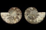 Cut & Polished, Agatized Ammonite Fossil - Madagascar #184138-1
